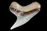Fossil Tiger Shark (Galeocerdo) Tooth - Virginia #71152-1